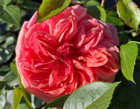 Rosa 'Chippendale' Rosa 'Chippendale'