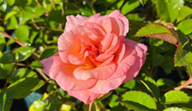 Kleinstrauchrose 'Cubana'®