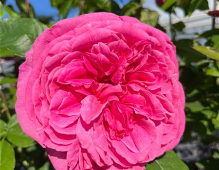 Rosa 'Gertrude Jekyll'