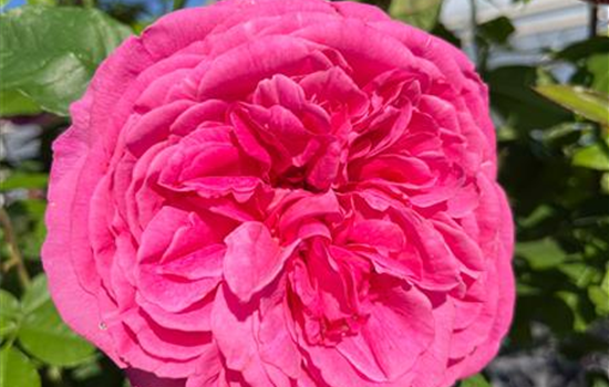 Rosa 'Gertrude Jekyll'