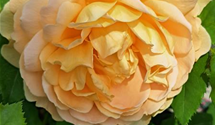 Strauchrose 'Golden Celebration'®