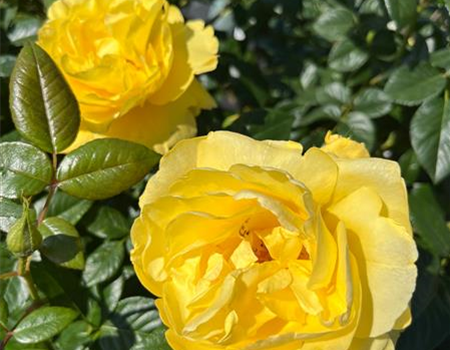 Rosa 'Goldfassade'
