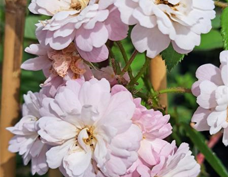 Rosa 'Guirlande Rose' Rosa 'Guirlande Rose'