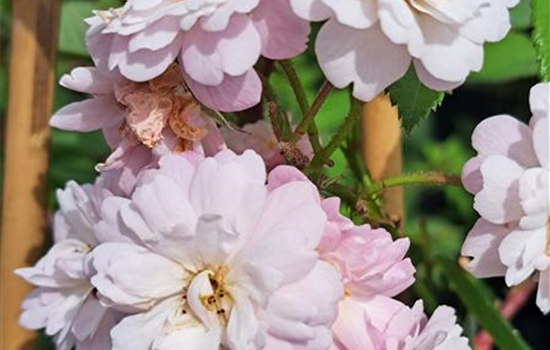 Rosa 'Guirlande Rose'