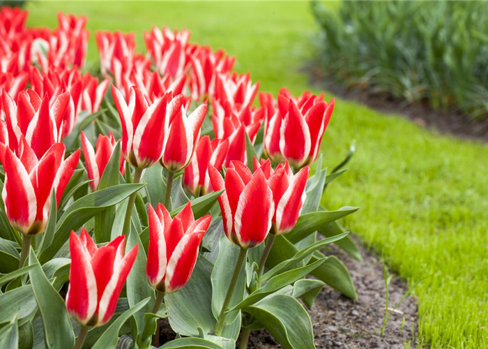So bekommen Sie einen englischen Rasen So bekommen Sie einen englischen Rasen