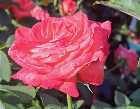 Rosa 'Königin der Rosen' Rosa 'Königin der Rosen'