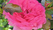 Strauchrose 'La Rose de Molinard'