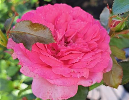 Rosa 'La Rose de Molinard'