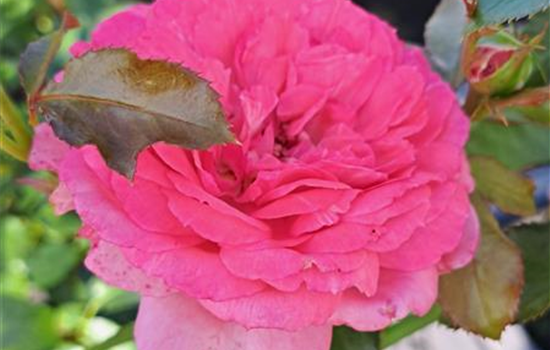 Rosa 'La Rose de Molinard'