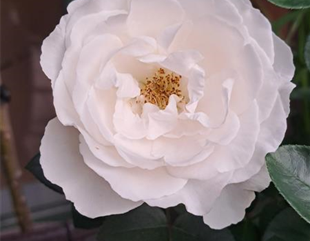 Rosa 'Lipizzaner Rose'