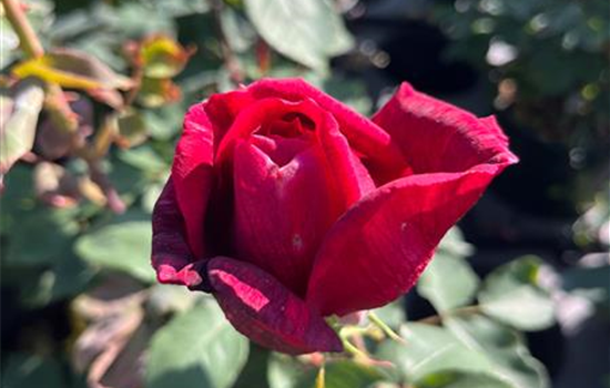 Rosa 'Papa Meilland'