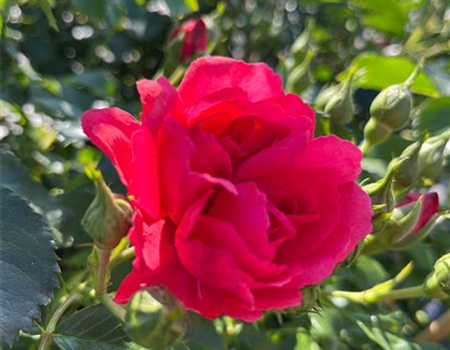 Rosa 'Rosarium Uetersen'