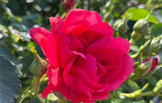 Rosa 'Rosarium Uetersen'