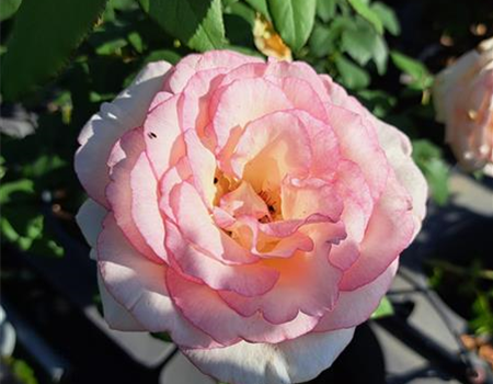 Rosa 'Souvenir de Baden Baden'