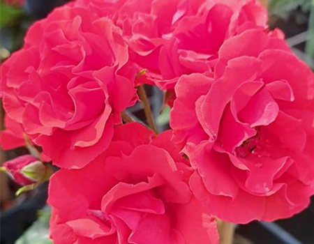 Rosa 'Strombergzauber'