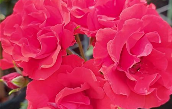 Rosa 'Strombergzauber'