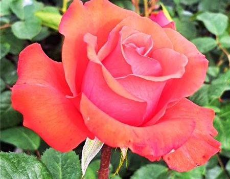 Rosa 'Holsteinperle' Rosa 'Holsteinperle'