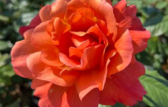 Rosa 'Westerland' Rosa 'Westerland'