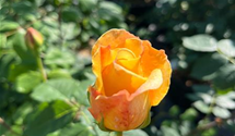Strauchrose 'Golden Celebration'®