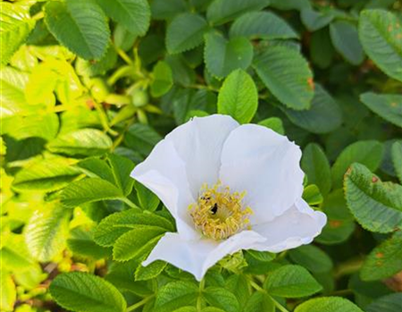 Rosa rugosa 'Alba'