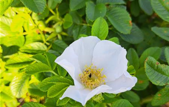 Rosa rugosa 'Alba'