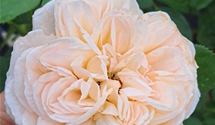 Edelrose 'Alexandrine'®