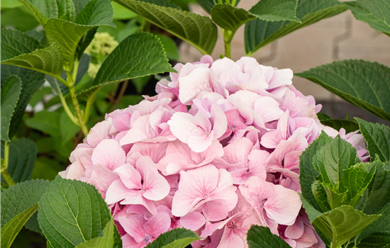 Hydrangea macr. 'Belle Seduction' Hydrangea macr. 'Belle Seduction'