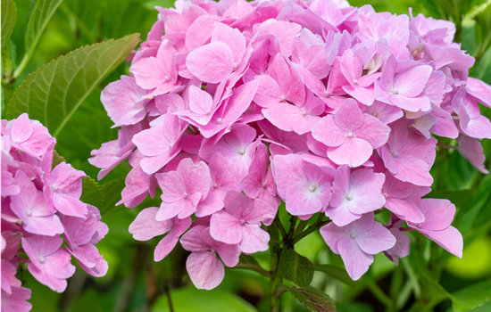 Hydrangea macr. 'Dolly Buster'
