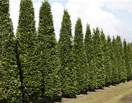 Carpinus betulus 'Fastigiata'