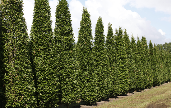Carpinus betulus 'Fastigiata' Carpinus betulus 'Fastigiata'