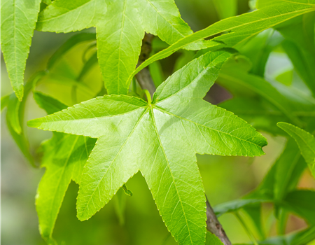 Liquidambar styrac. 'Slender Silhouette' Liquidambar styrac. 'Slender Silhouette'
