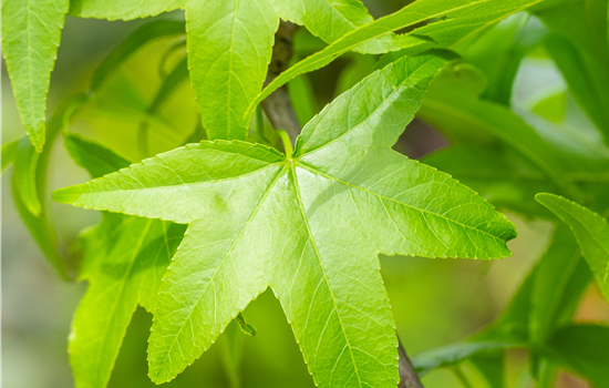 Liquidambar styrac. 'Slender Silhouette' Liquidambar styrac. 'Slender Silhouette'