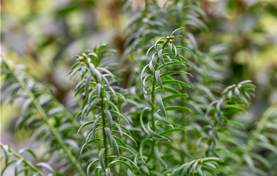 Taxus media 'Rising Star'