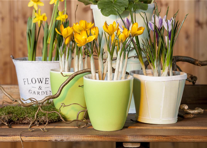 Der Frühling im Kasten: Hornveilchen, Stiefmütterchen und Co. 