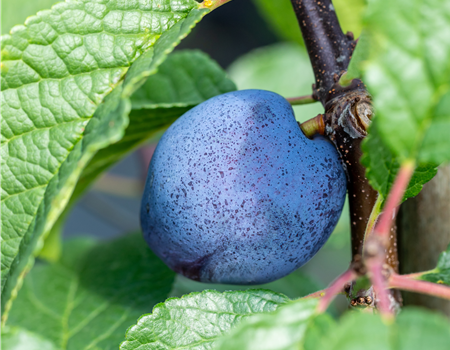 Prunus dom. 'Cacaks Schöne (Beste)'