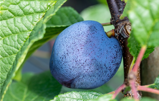 Prunus dom. 'Cacaks Schöne (Beste)'