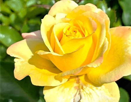 Rosa 'Sunmaid' Rosa 'Sunmaid'