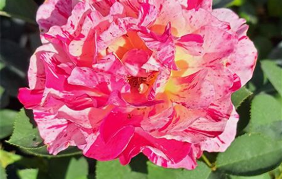 Rosa 'Maurice Utrillo'