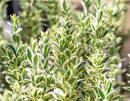 Euonymus jap. 'White Spire'