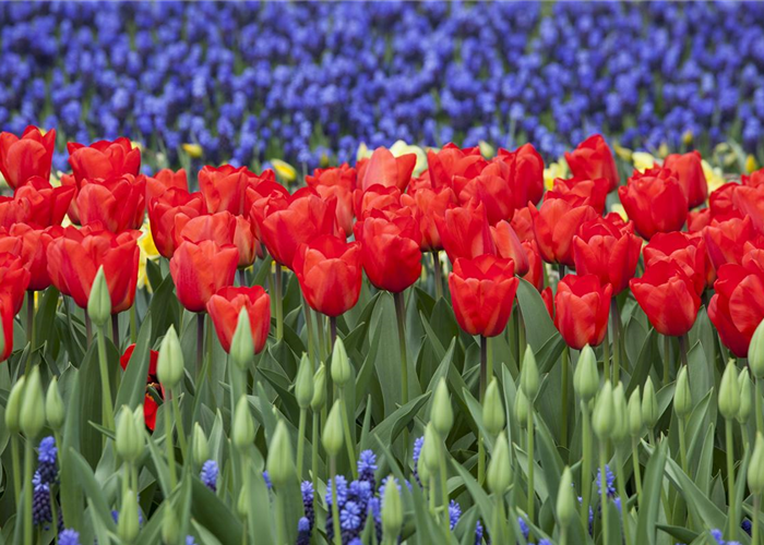Das Blumenbeet: ein Blütenmeer im Garten anlegen Das Blumenbeet: ein Blütenmeer im Garten anlegen