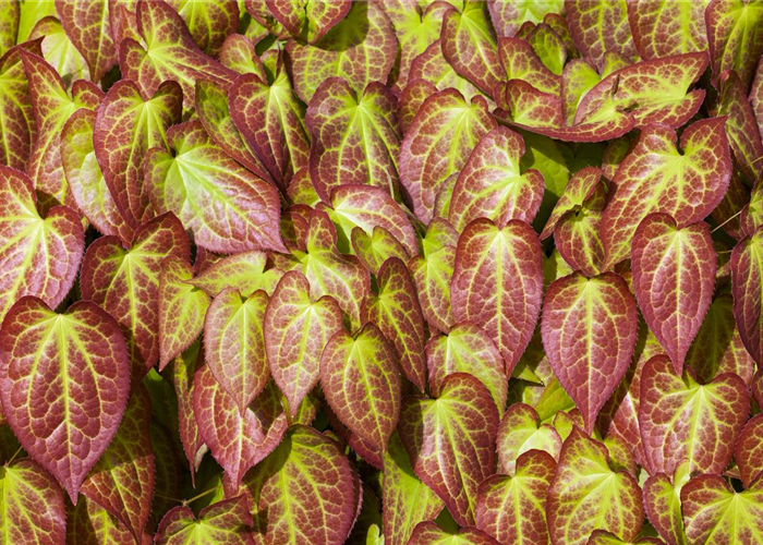 Elfenblume verjüngen Elfenblume verjüngen