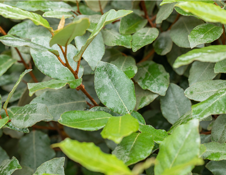Elaeagnus ebb. 'Compacta'