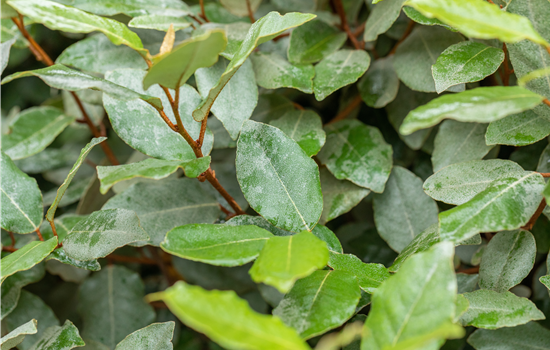 Elaeagnus ebb. 'Compacta'