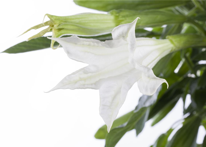 Exoten im Garten – Von A wie Aronia bis Z wie Zwergdattelpalme Exoten im Garten – Von A wie Aronia bis Z wie Zwergdattelpalme