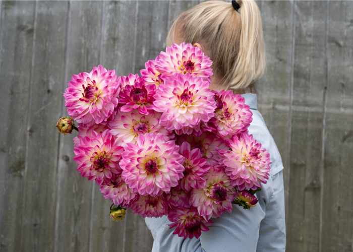 Blume des Jahres 2025