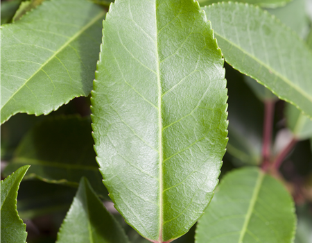Prunus lusitanica 'Angustifolia' Prunus lusitanica 'Angustifolia'