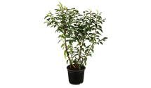 Portugiesische Lorbeerkirsche 'Angustifolia'