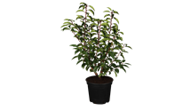 Portugiesische Lorbeerkirsche 'Angustifolia'