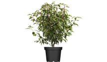 Portugiesische Lorbeerkirsche 'Angustifolia'