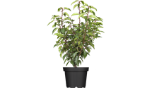 Portugiesische Lorbeerkirsche 'Angustifolia'